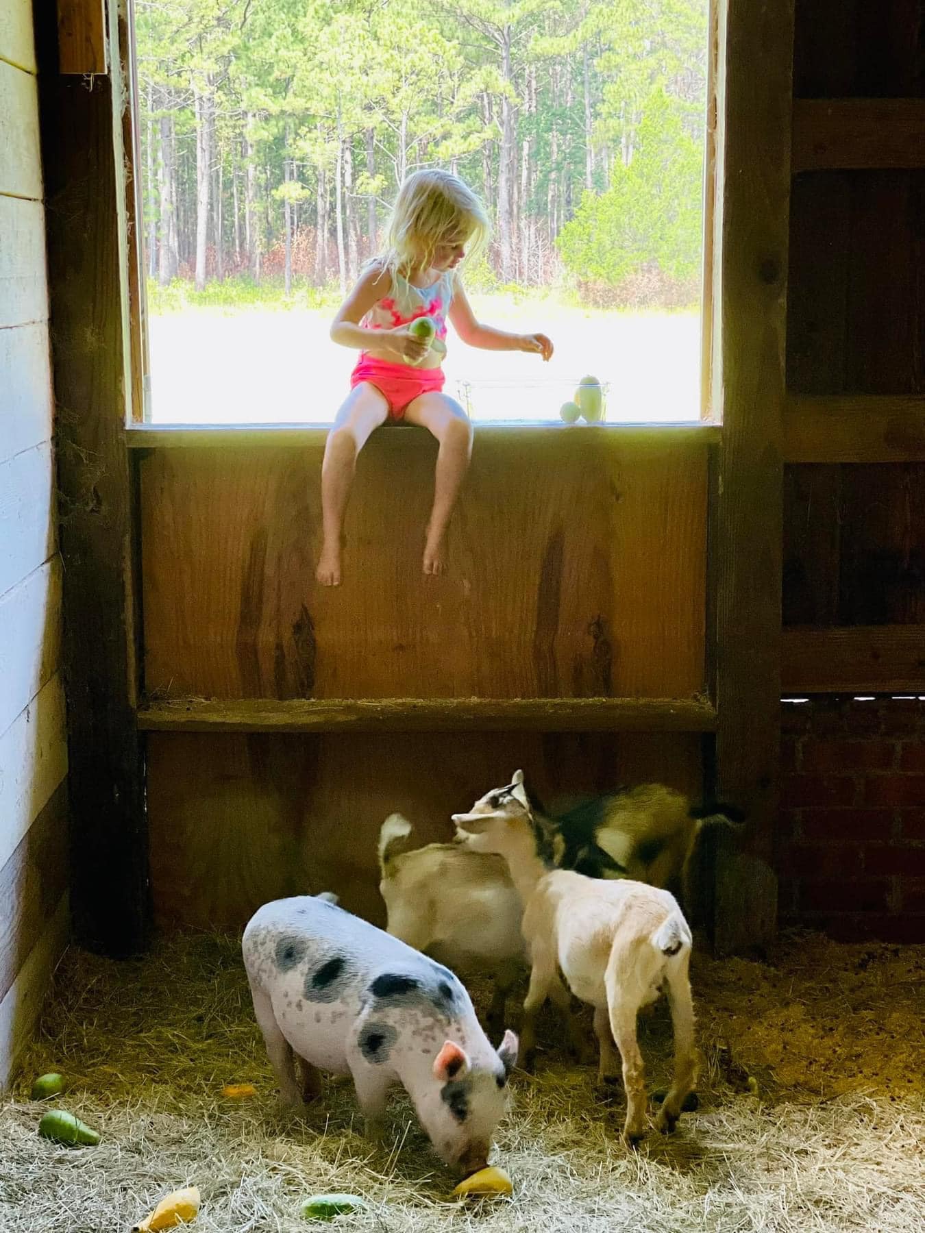 Child sitting in barn window with pigs and baby goats below